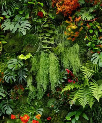 Stekers & Hangplanten